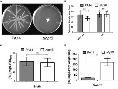 Broth versus Surface-Grown Cells: Differential Regulation of RsmY/Z Small RNAs in Pseudomonas aeruginosa by the Gac/HptB System